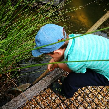 Surrey Wildlife Trust